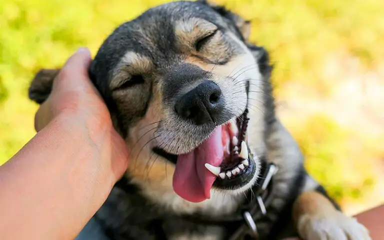 Pet therapy and the healing power of dogs