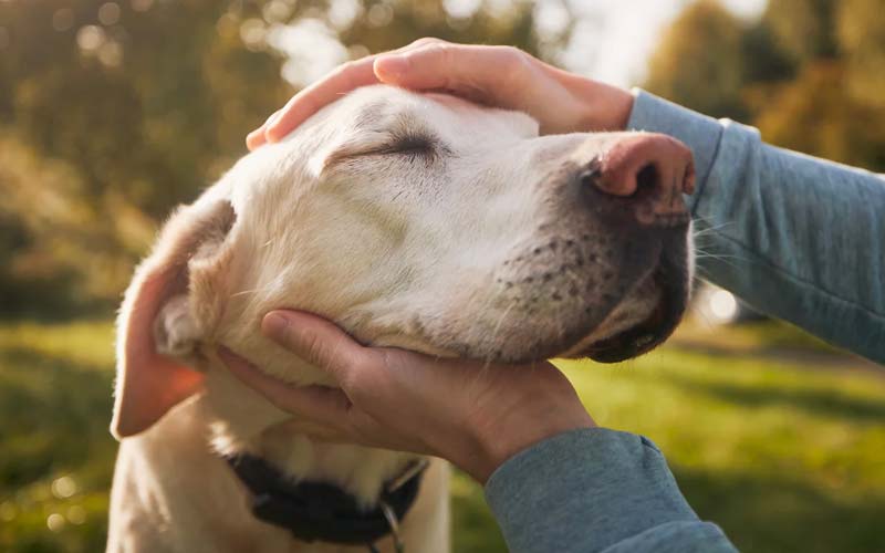 Animal-assisted therapy