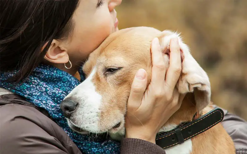 Emotional support animals