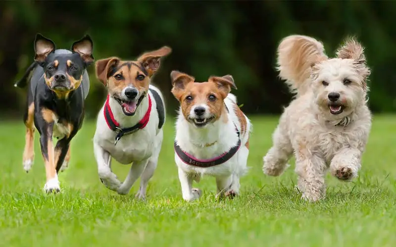 Healing with dogs