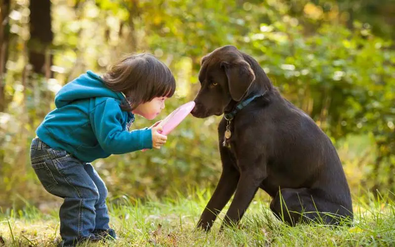 Pet therapy and the healing power of dogs