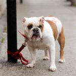 Dog theft prevention