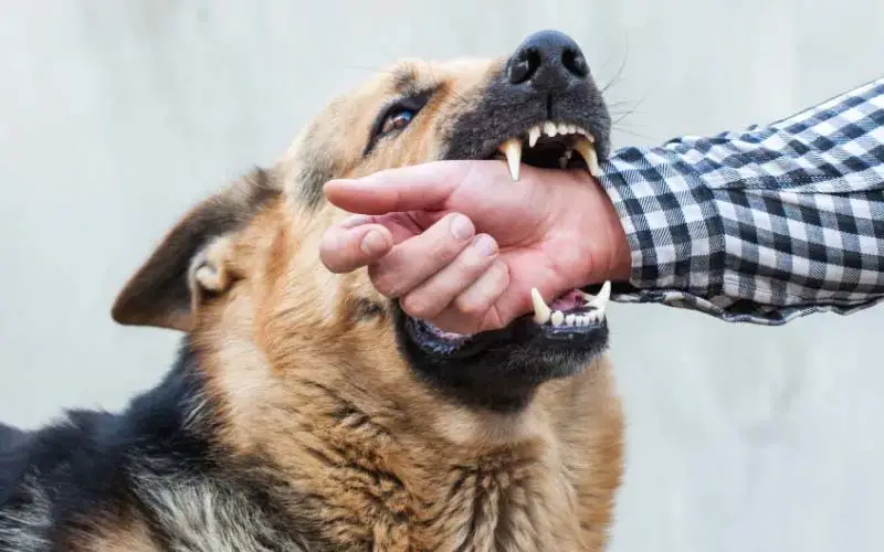 Dog aggression signs