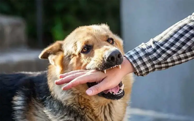 Child safety around dogs