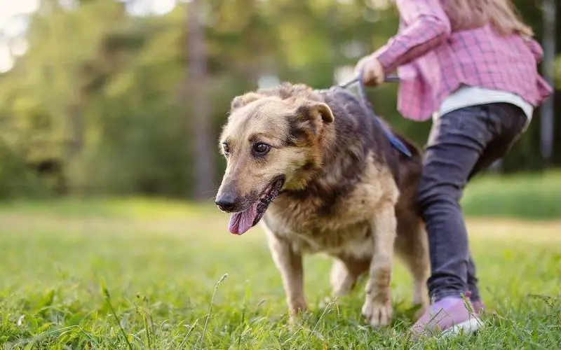 Dog behavior around children