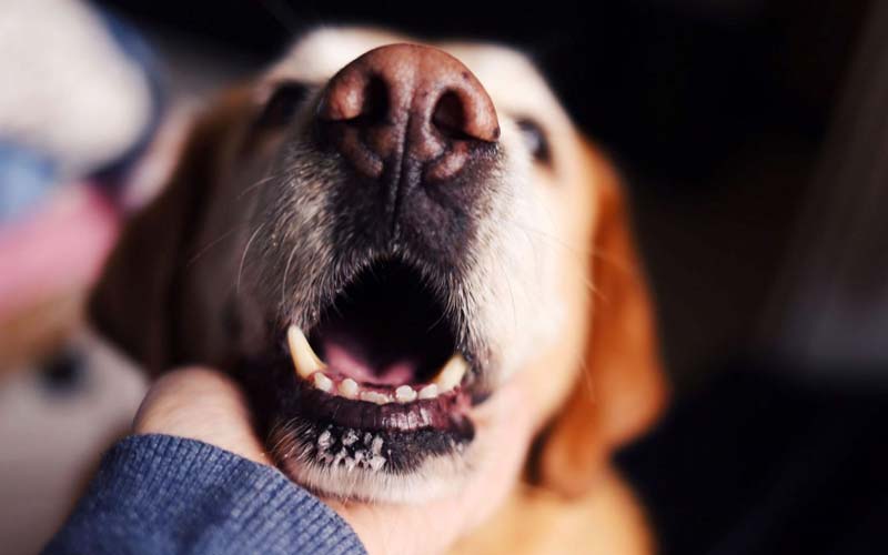 Dog bad breath