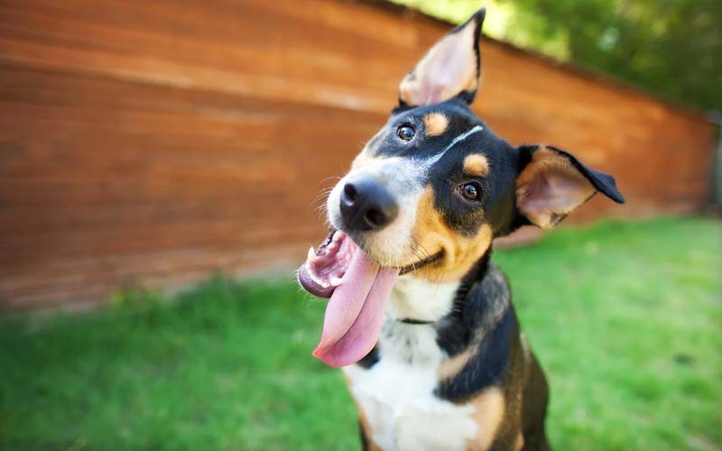 Causes of bad breath in dogs