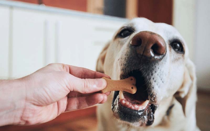 Dog dental health