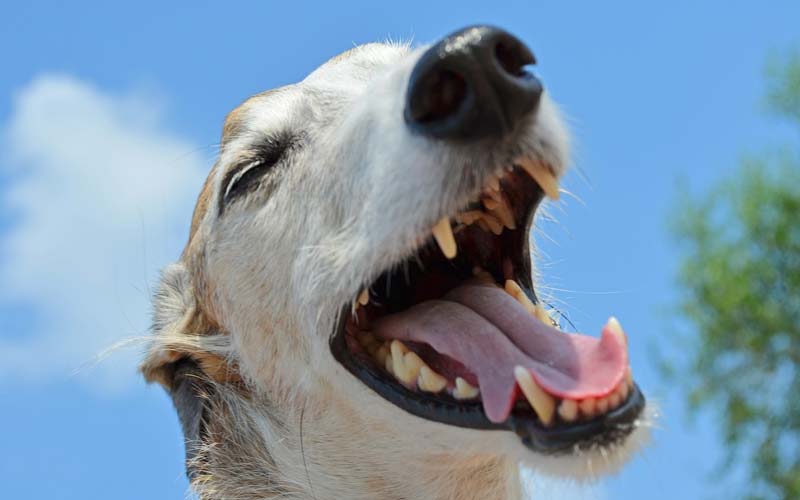 Dog oral hygiene