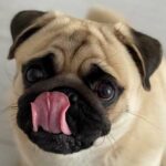 Bad breath in dogs