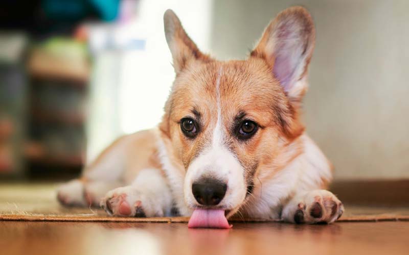 Halitosis in pets