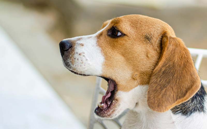 Periodontal disease in dogs