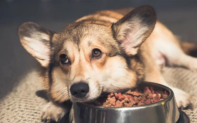 Dog stopped eating but drinking water