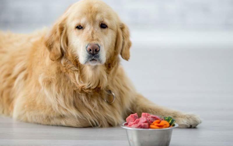 Loss of appetite in dogs