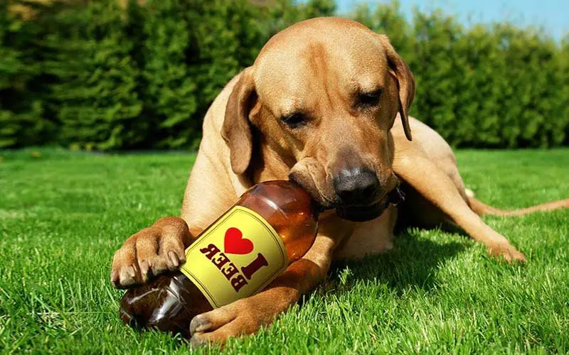 Symptoms of alcohol poisoning in dogs