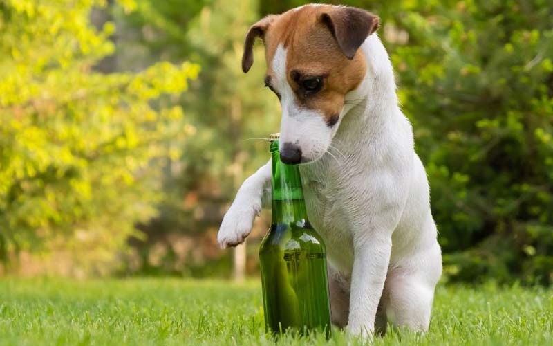 Dog alcohol toxicity