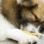 Alcohol poisoning in dogs