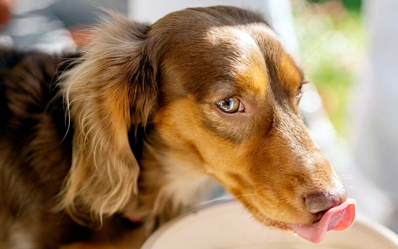 Treatment for dog alcohol ingestion