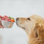 Dog weight management