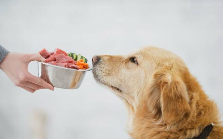 Dog weight management