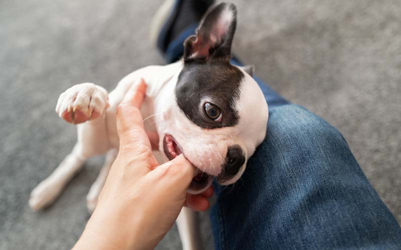 Canine socialization techniques