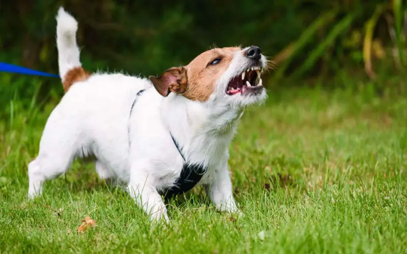 Dog territorial aggression solutions