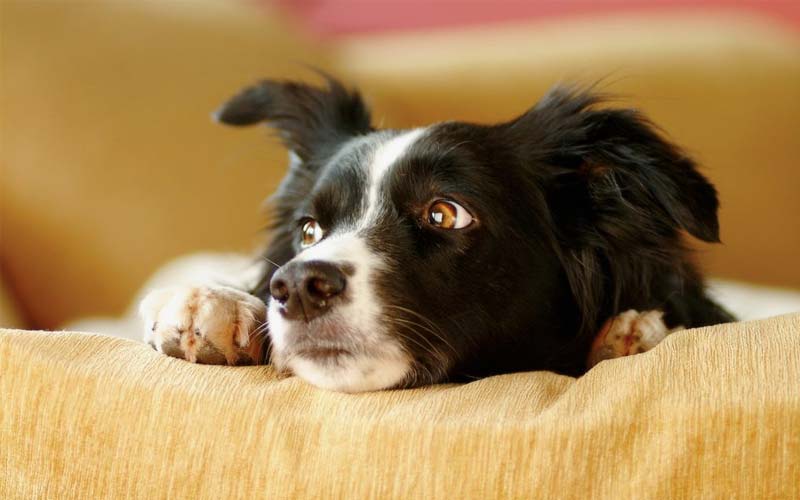 Canine anxiety symptoms