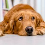 Dog stress signs