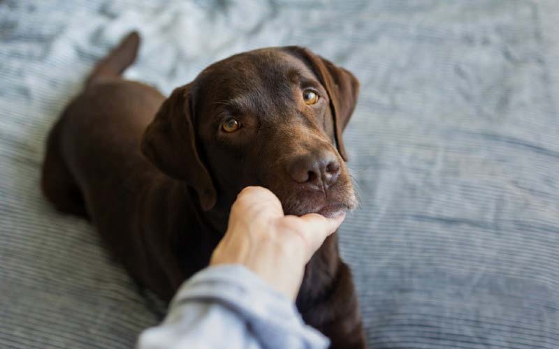 Stress in dogs