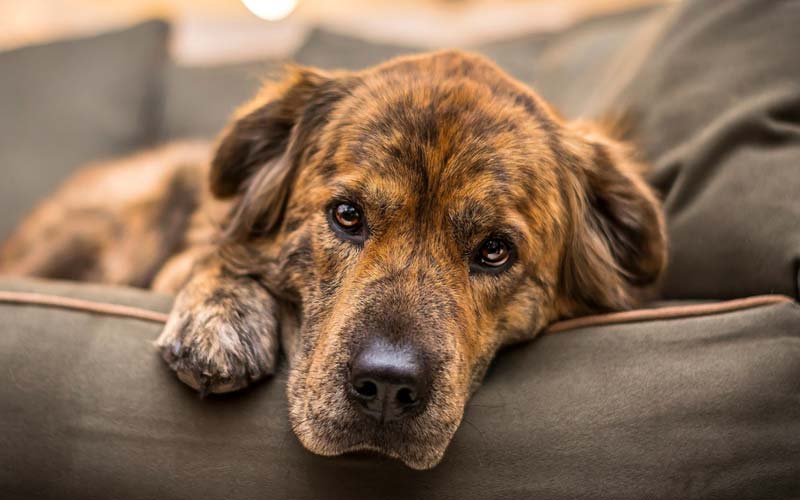 Managing dog anxiety