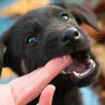 Puppy aggression