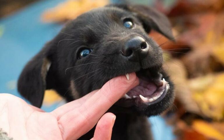 Puppy aggression