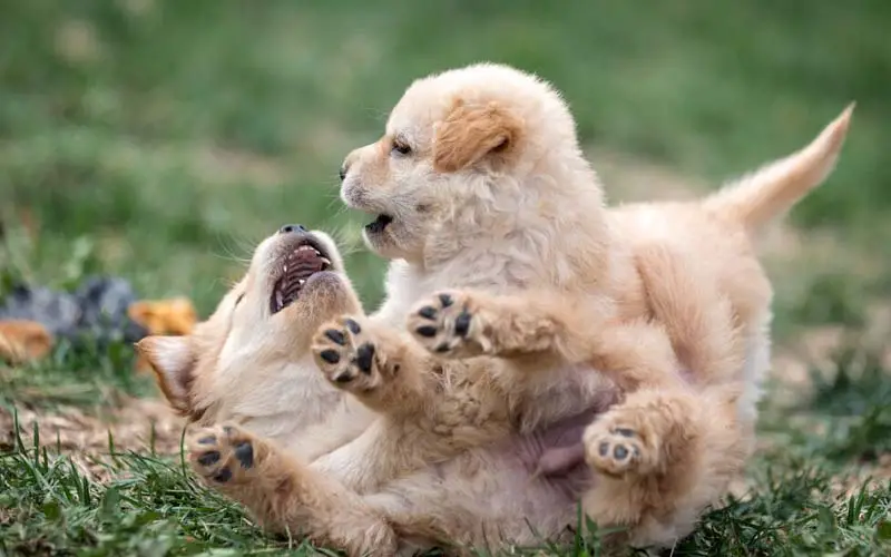 Puppy snapping