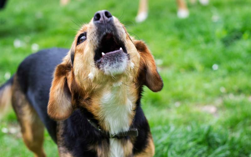 Causes of dog behavior changes