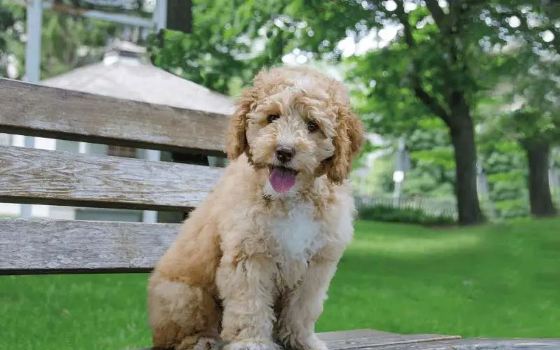 Dog growling at owner