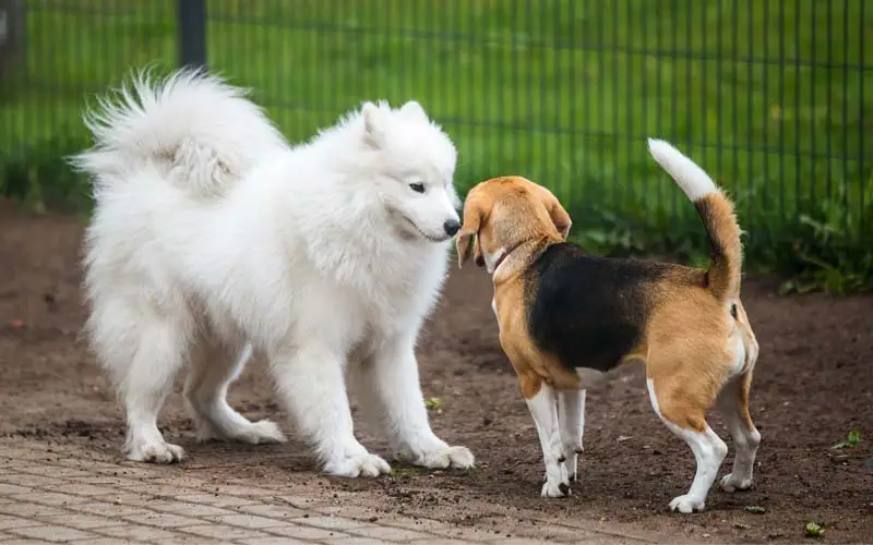 Dog growling behavior