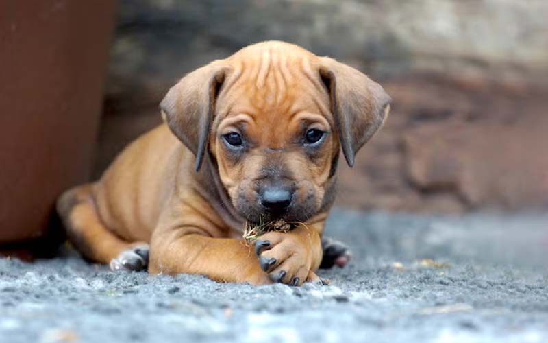 Dog licking paws