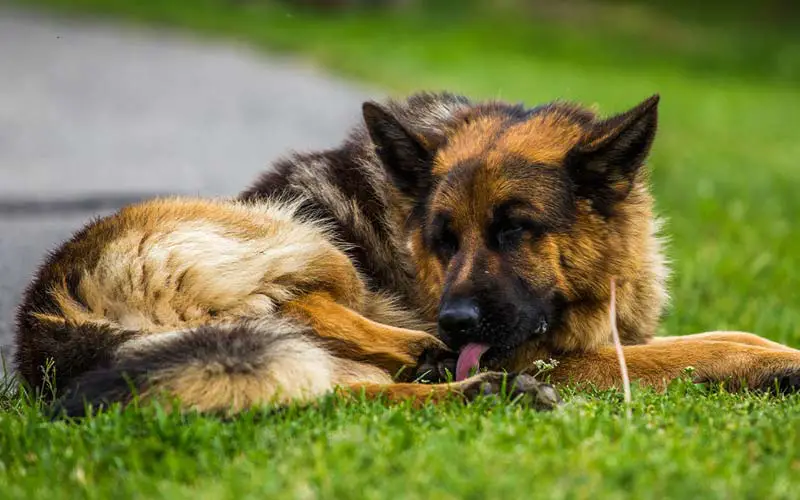 Excessive paw licking in dogs